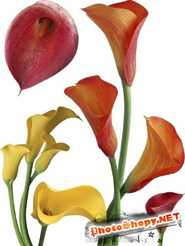 Цветы Каллы - подборка стоковых изображений