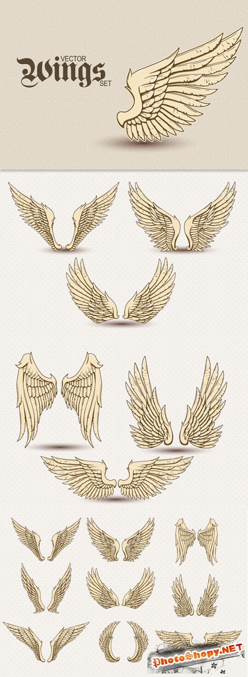 Designtnt - Detailed Vector Wings