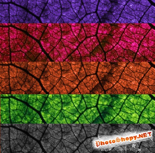 Colorful Leaves Textures