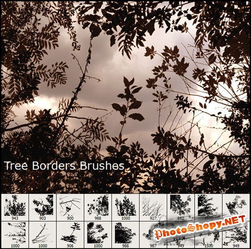 Tree Borders Photoshop Brushes