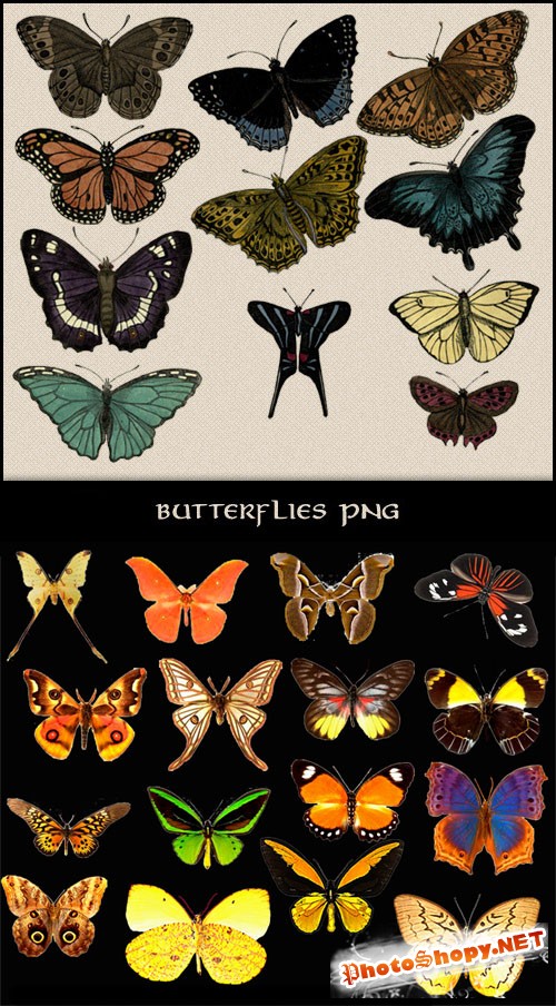 27 Butterflies Clipart PSD Template