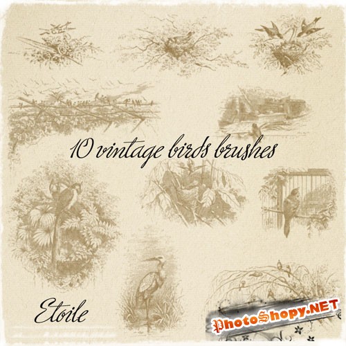 10 Vintage Birds Photoshop Brushes