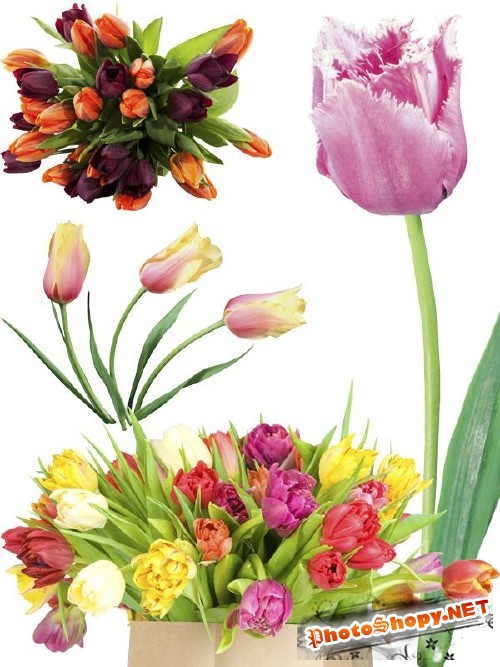 Тюльпаны - цветочный фотосток (часть первая)