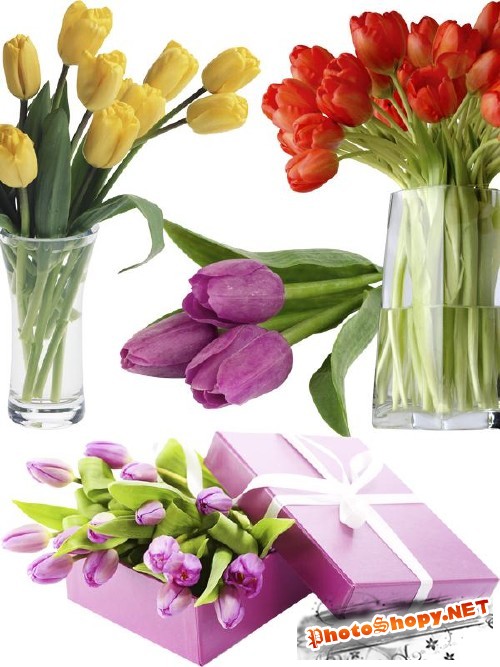 Тюльпаны - цветочный фотосток (часть третья)