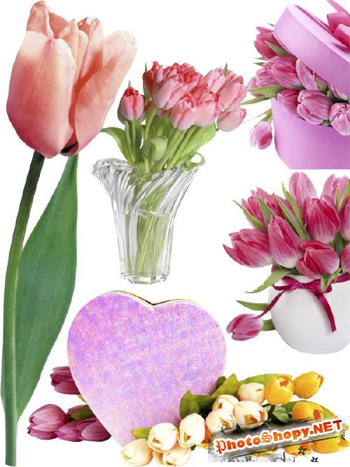 Тюльпаны - цветочный фотосток (часть вторая)