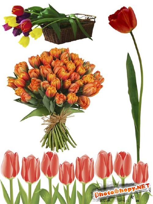 Тюльпаны - цветочный фотосток (часть пятая)