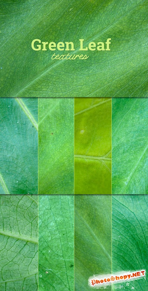 WeGraphics - Green Leaf Texture Set