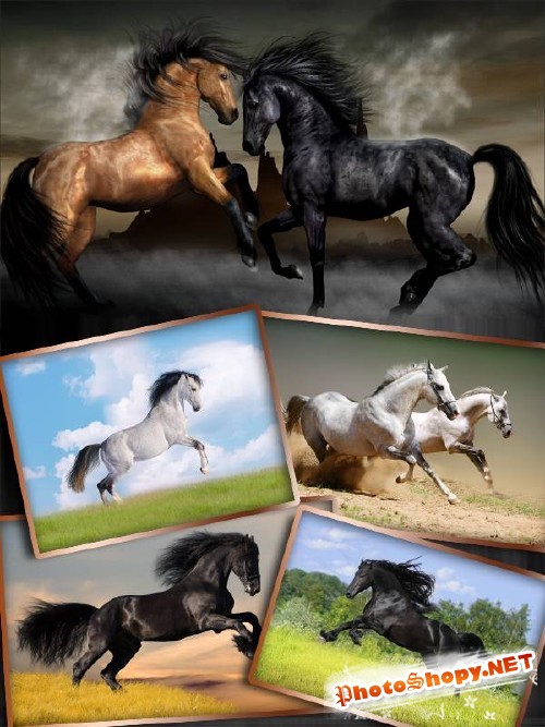 Прекрасные кони и лошади (фотосток)