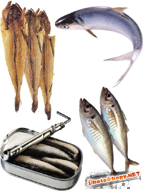 Рыба замороженная, сырая, сушеная и вяленая
