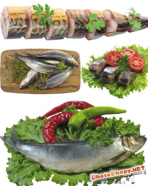 Морепродукты: Селедка